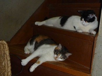 階段猫.jpg