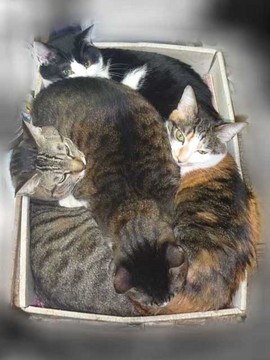 ４猫箱１_2.JPG